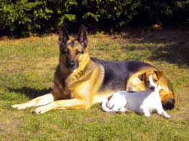 Photo berger allemand et jake russell